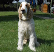 Cocker Spaniel